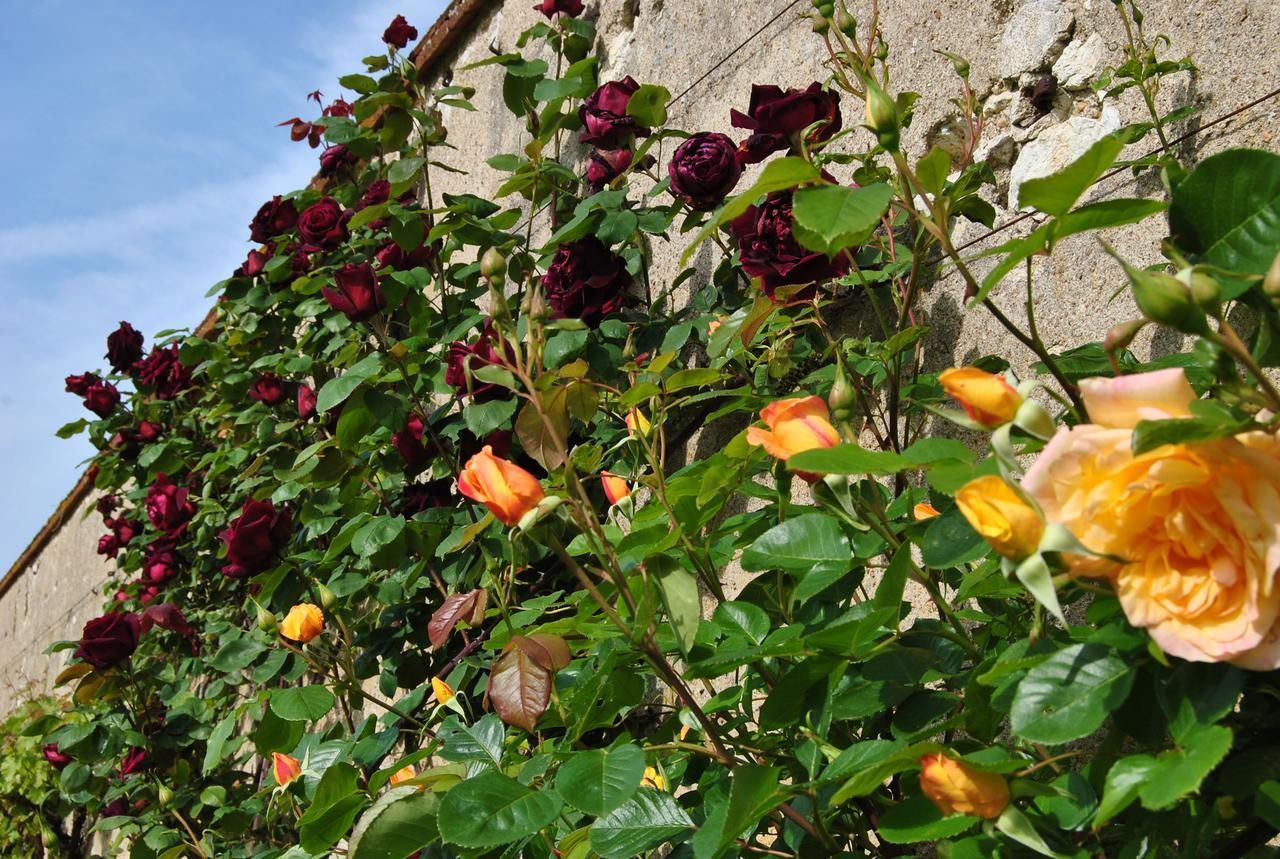 Baccon Chateau La Touanne Loire Valley المظهر الخارجي الصورة